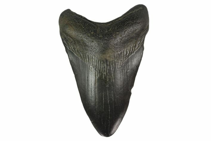 Fossil Megalodon Tooth - South Carolina #130796